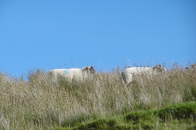 Also saw sheep